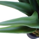 agave602_4.jpg