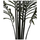 areca2.jpg