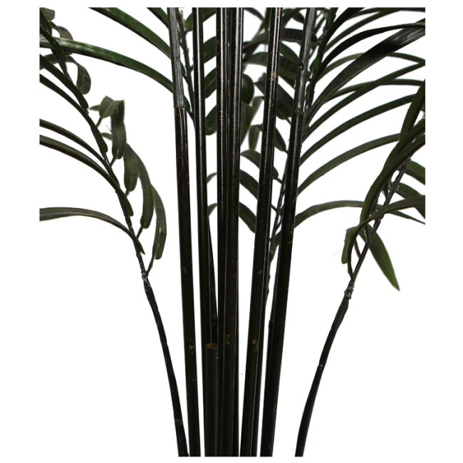 areca2.jpg