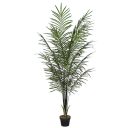 areca_palm-1.jpg