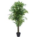 bushy_ficus_dark_trunk_px_10.jpg