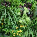 country_fern_bespoke_vertical_garden_green_wall_90cm_x_90cm_indoor_only__1.jpg