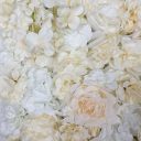 cream_rose_floral_flower_wall.jpg