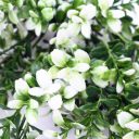 dlvs-102_32cm_artificial_money_leaf_white_gree_wall_plant_details_2_1_1__3.jpg