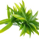 dracaena_stem_rs_4.jpg