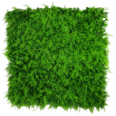 mediterrenean_fern_1_4.png