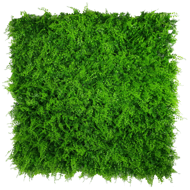 mediterrenean_fern_1_4.png