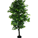 mixedgreenbushyficus1_4.png