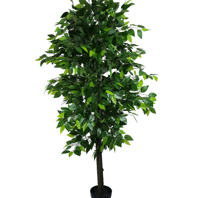 mixedgreenbushyficus1_4.png