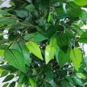 mixedgreenbushyficus2.png_4.jpg