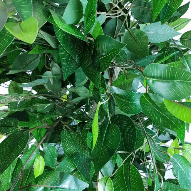 mixedgreenbushyficus4_4.jpg