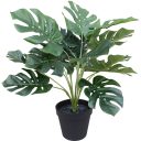 monstera-1.jpg