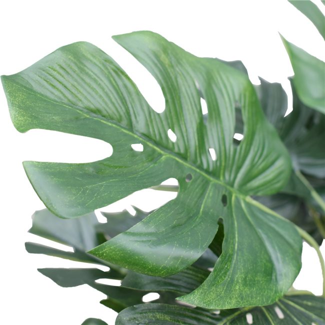 monstera-2.jpg