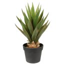 potted_aloe_vera-1_1.jpg