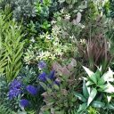 purple_lavender_field_vertical_garden_green_wall_uv_resistant_90cm_x_90cm_3_.jpg