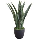 snake-plant_60cm_1.jpg