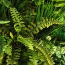 tnd-43_fern_and_greenery_metal_backing_artificial_plants_wall_panel_indoor_detail-min.jpg